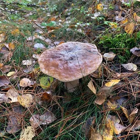 Cyklisty Holiday home