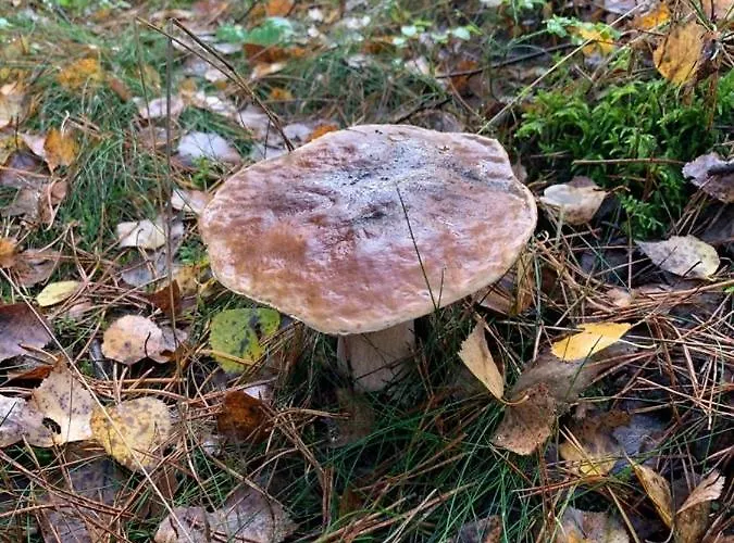 Cyklisty Дом отдыха